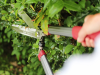 Kent and Stowe Drop Forged Hedge Shear 9in 2