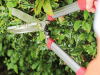Kent and Stowe Drop Forged Hedge Shear 9in 3