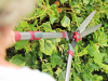 Kent and Stowe Telescopic Hedge Shear 3