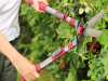 Kent and Stowe Telescopic Hedge Shear 4