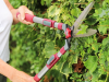 Kent and Stowe Telescopic Hedge Shear 5