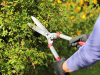 Kent and Stowe General Purpose Hedge Shear 2