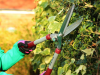 Kent and Stowe General Purpose Hedge Shear 3