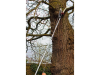 Kent and Stowe Telescopic Tree Pruner 3m 4